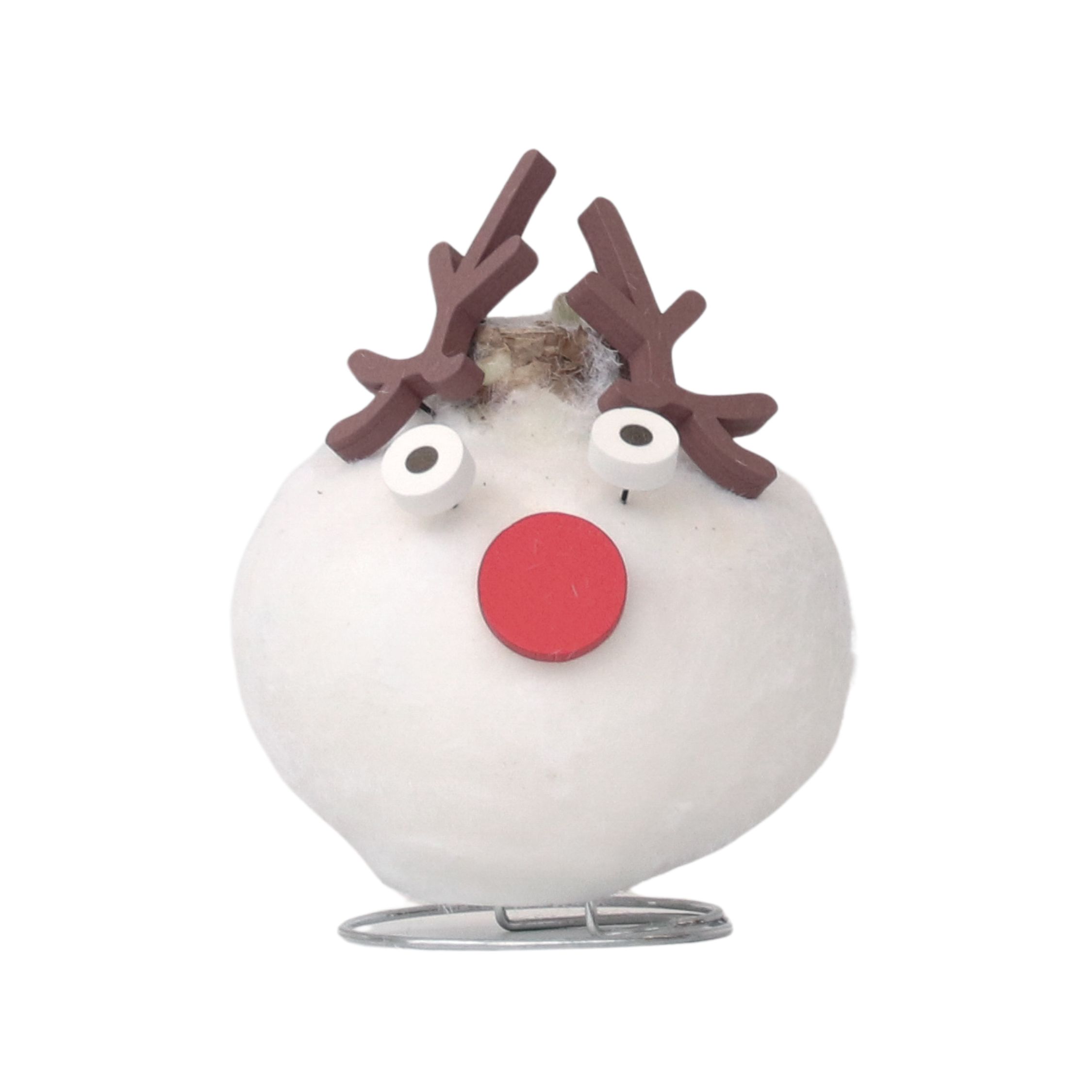 Amaryllis - Hippeastrum 'Vahakukka Erikois Poro'