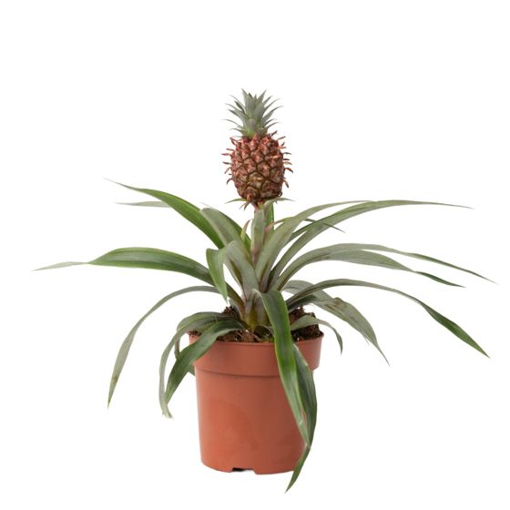 Miniananas - Ananas comosus 'Mi Amigo' - Korkeus 35-45 cm - ⌀12 cm
