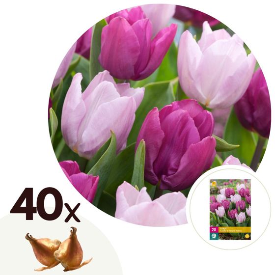Tulppaaninsipulit - 40 kpl - Tulipa 'Prince Mix' - Kukkasipulit - Violetti
