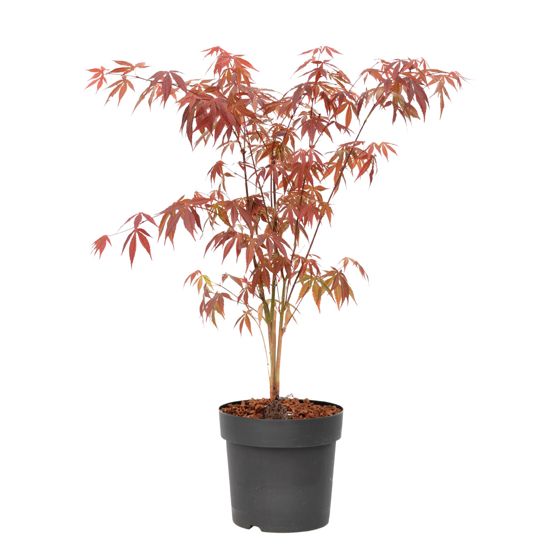 Japanin vaahtera - Acer palmatum 'Atropurpureum' - Korkeus 60-70cm - ⌀19cm