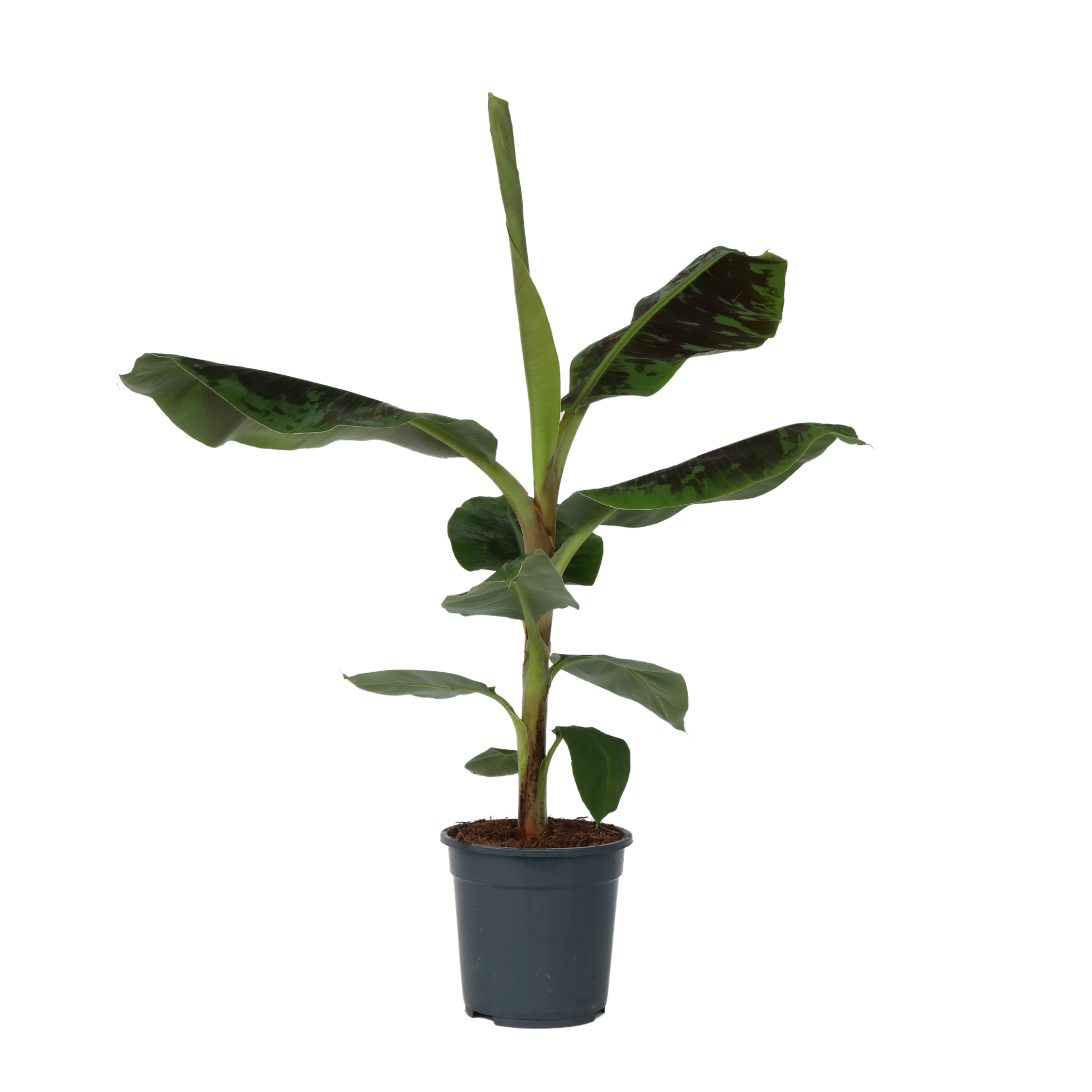 Kanari banaani - Musa 'Dwarf Cavendish' - Korkeus 90-100 cm - ⌀21 cm