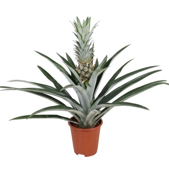 Ananas - Ananas comosus - Korkeus 45–55cm - ⌀14cm
