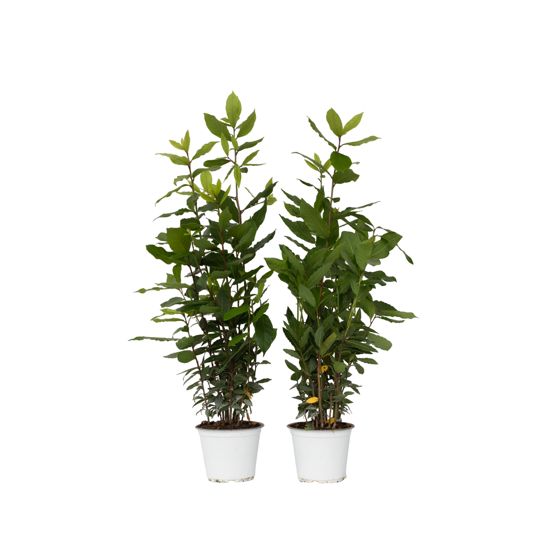 Laakeripuu - 2 kpl - Laurus nobilis - Korkeus 30-40cm - ⌀14cm
