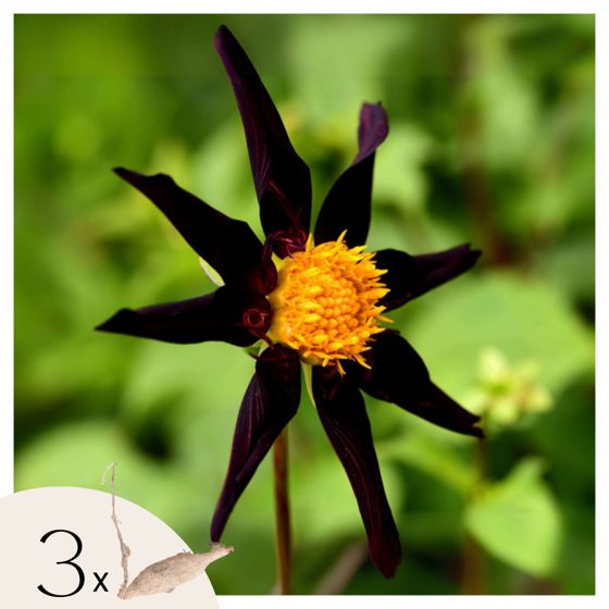 Daalian juurakot - 3 kpl - Dahlia 'Verrone's Obsidian' - Kukkasipulit