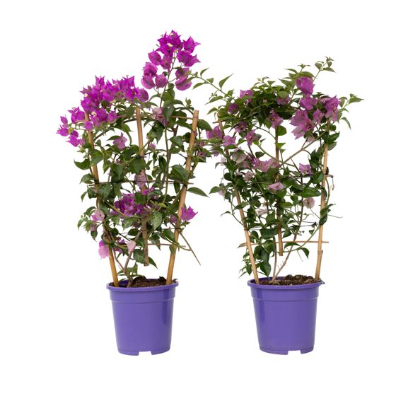 Paperikukka - 2 kpl - Bougainvillea 'Alexandra' - Korkeus 50–60cm - ⌀17cm