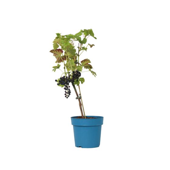 Viiniköynnös - Vitis vinifera 'Nero' - Korkeus 60-75cm - ⌀21cm
