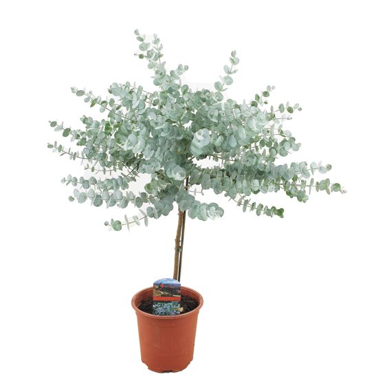 Eukalyptus - Eucalyptus 'Gunnii' - Korkeus 55-65cm - ⌀17cm