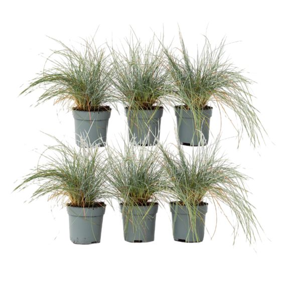 Siniheinä - 6 kpl - Festuca glauca 'Elijah Blue' - Korkeus 10-15 cm - ⌀9 cm