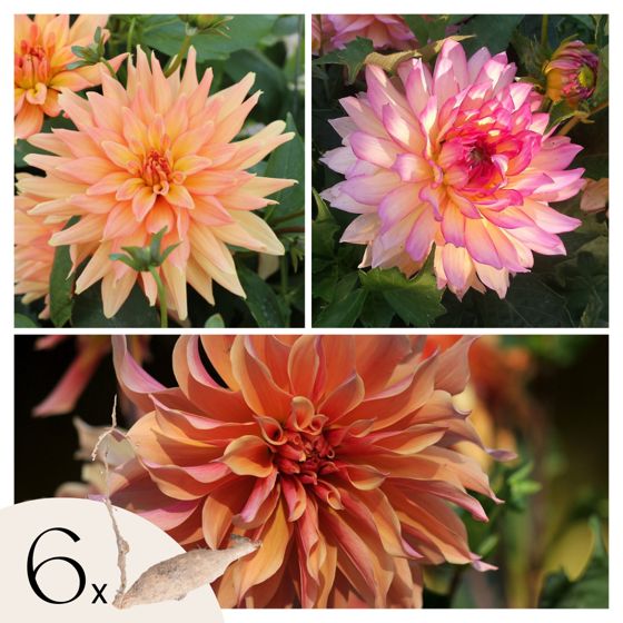 Daalian juurakot - 6 kpl - Dahlia 'Labyrinth' - Kukkasipulit - Violetti