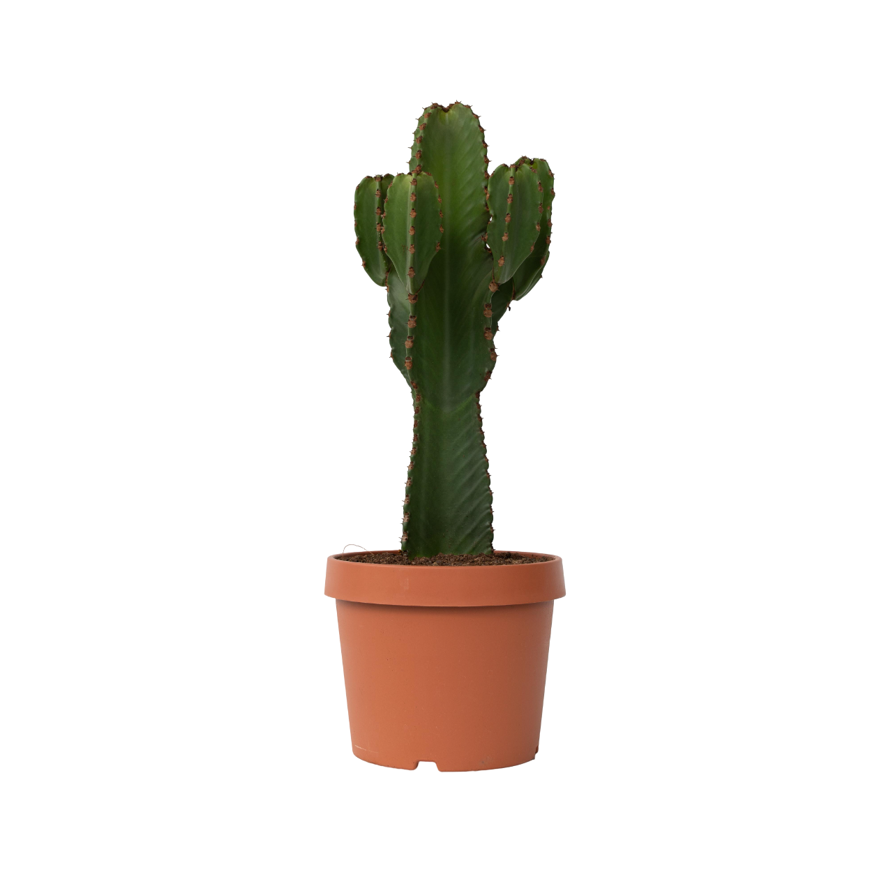 Kandelabri-kaktus - Euphorbia ingens - Korkeus 85-95 cm - ⌀24 cm