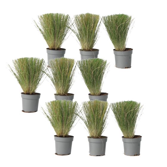 Meksikon sulkheinä - 9 kpl - Stipa tenuifolia 'Pony Tails' - K20-30cm - ⌀9cm