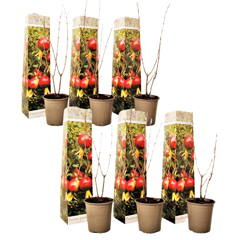 Granaattiomenapuu - 6 kpl - Punica granatum - Korkeus 25–40cm - ⌀9cm