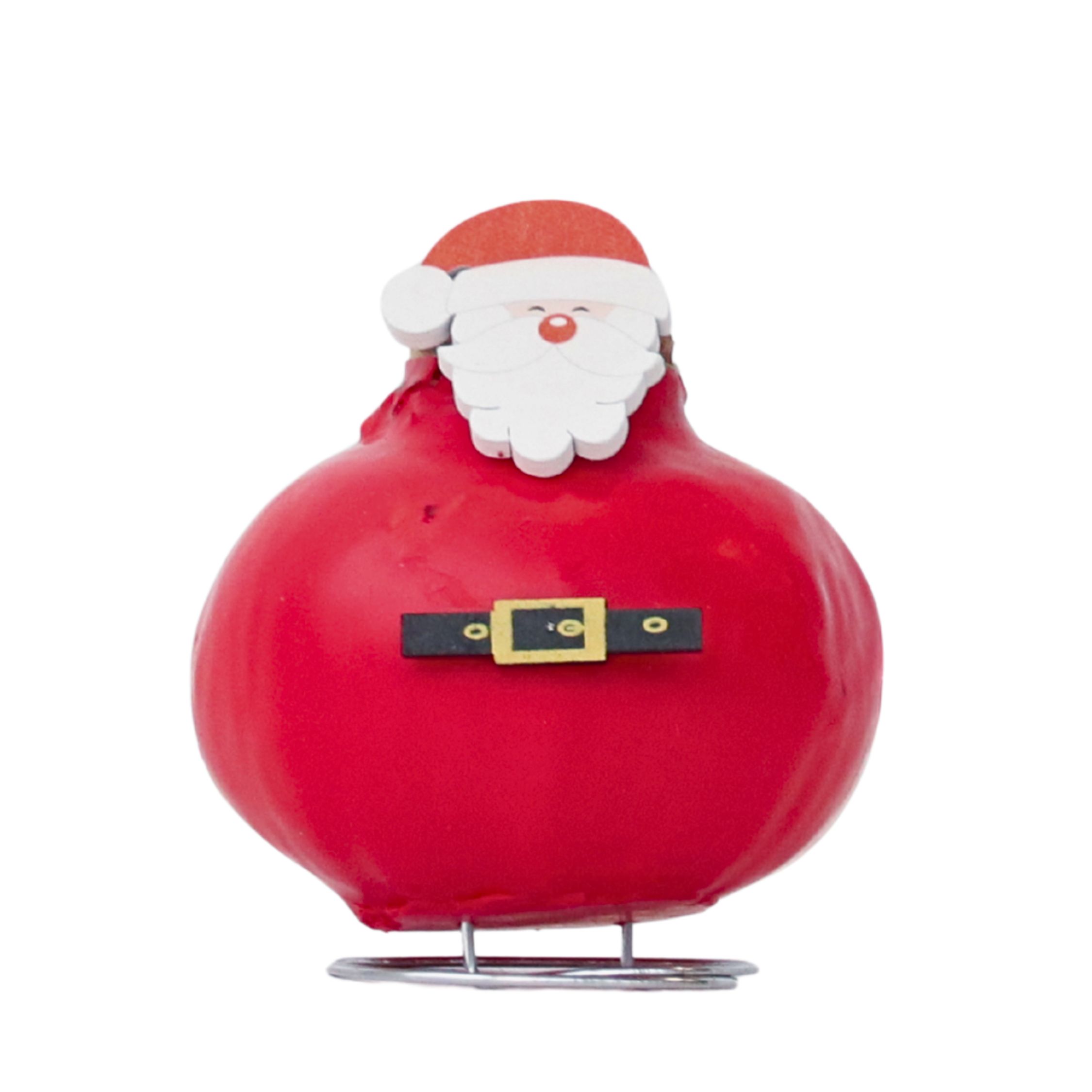 Amaryllis - Hippeastrum 'Vahakukka Erikois Joulupukki'