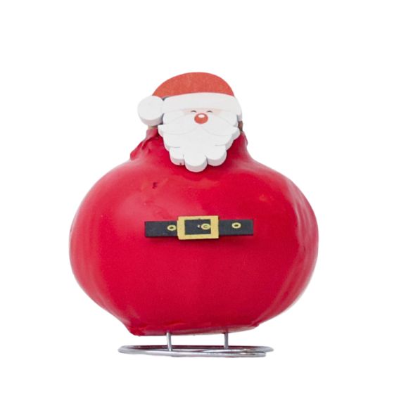 Amaryllis - Hippeastrum 'Vahakukka Erikois Joulupukki'