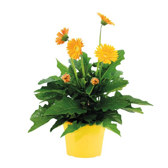 Gerbera garvinea - Keltainen - Korkeus 45-60cm - ⌀19cm