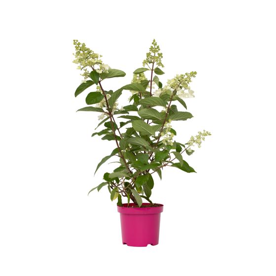 Hortensia - 4 kpl - Hydrangea paniculata 'Pinky Winky' - Korkeus 25-40cm - ⌀19cm