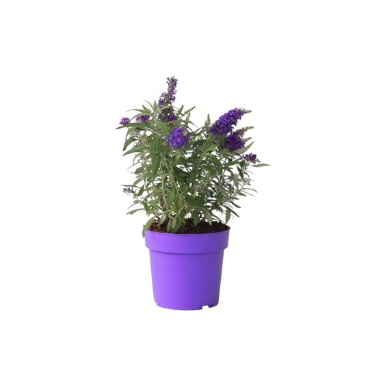 Kesäsyreeni - Buddleja davidii 'Candy' - Korkeus 30-40cm - ⌀19cm