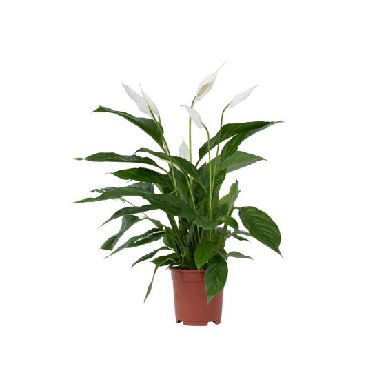 Kauhanliilia - Spathiphyllum 'Lima' - Korkeus 60–75cm - ⌀17cm
