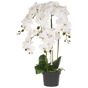 Tekokasvi ORCHID 63 cm Valkoinen