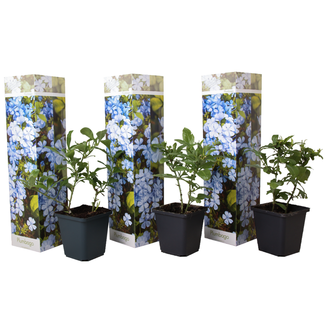 Kapsakärhö - 3 kpl - Plumbago auriculata - Korkeus 25-40 cm - ⌀9 cm