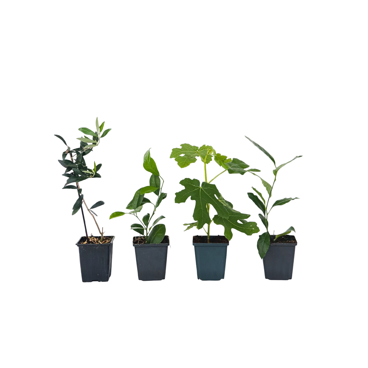 Välimeren kasviseos - 4 kpl - Korkeus 25-40 cm - ⌀9 cm