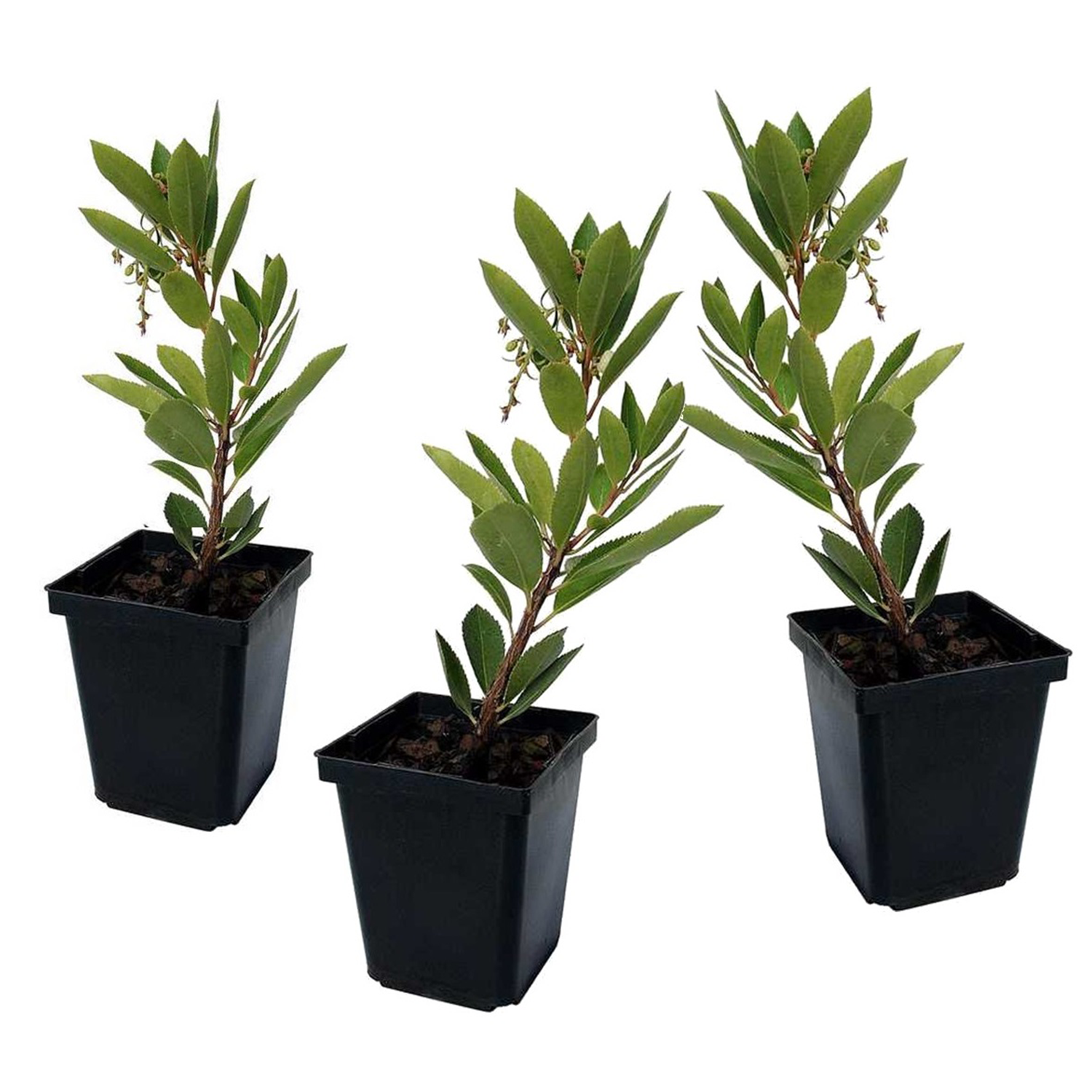 Mansikkapuu - 3 kpl - Arbutus 'Unedo' - Korkeus 25-40cm - ⌀9cm
