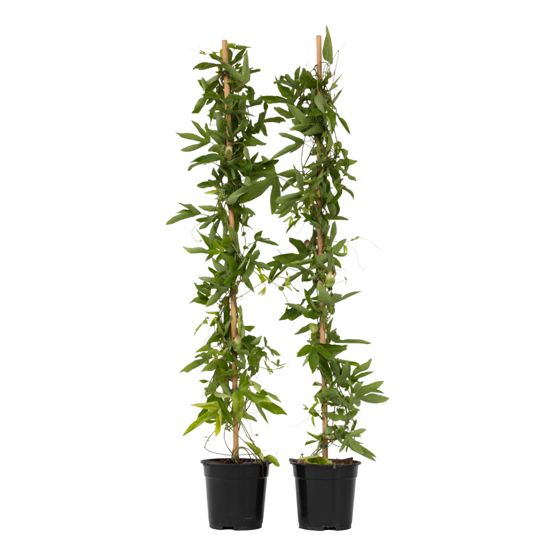 Kärsimyskukka - 2 kpl - Passiflora 'Victoria' - Korkeus 110–120cm - ⌀17cm