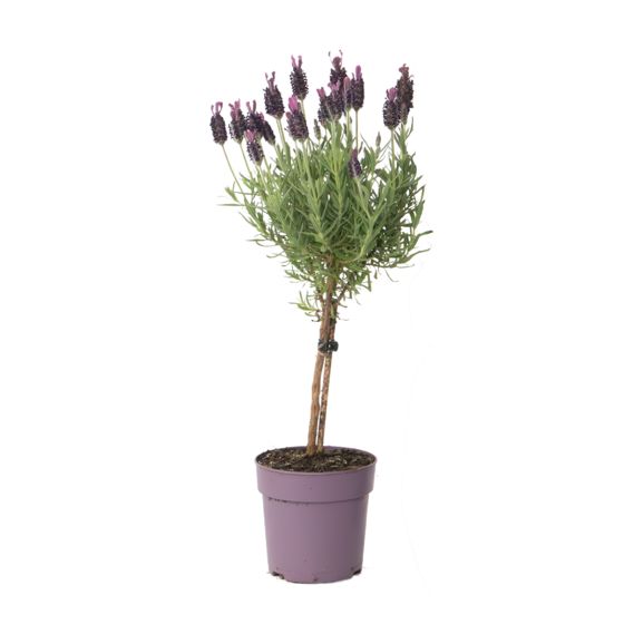 Laventeli - Lavandula stoechas 'Anouk' - Korkeus 30-40cm - ⌀12cm