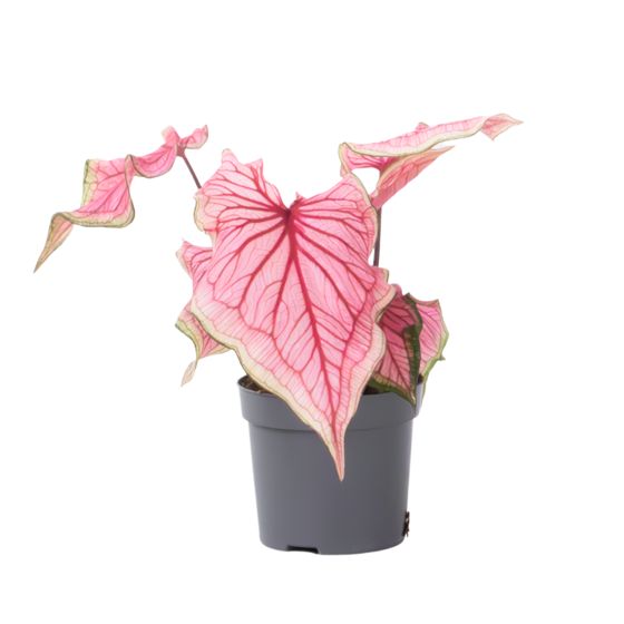 Enkelinsiivet - Caladium 'Sweetheart' - Korkeus 25-40cm - ⌀12cm