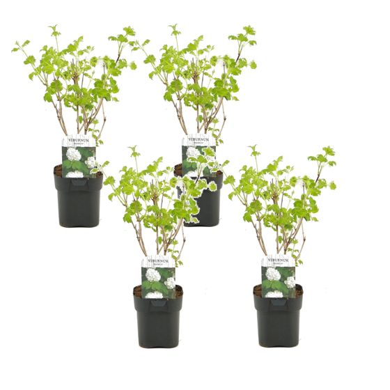 Luumukukka - 4 kpl. - Viburnum opulus 'Roseum' - Korkeus 25-40cm - ⌀17cm