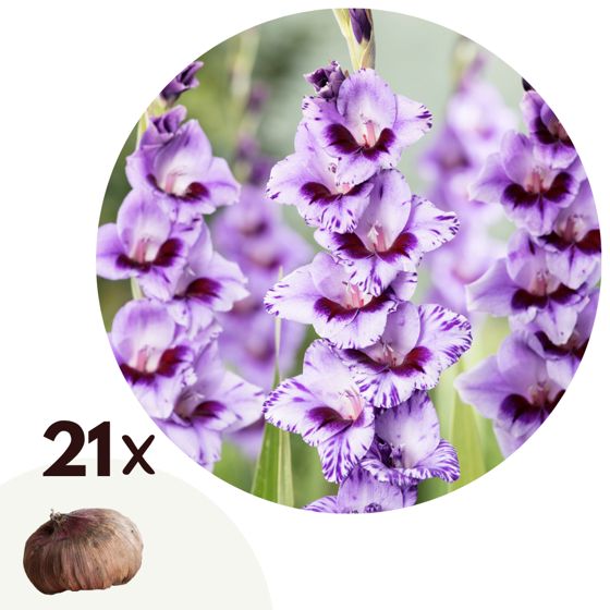 Miekkalilja - 21 kpl - Gladiolus 'Passos' - Kukkasipulit - Violetti