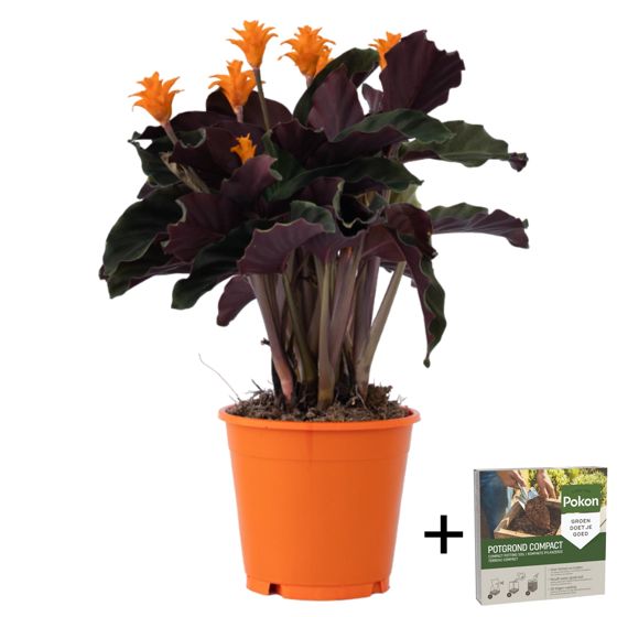Rukouskasvi - Calathea crocata 'Tassmania' - Korkeus 40–50cm - ⌀14cm
