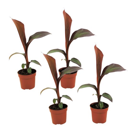 Abessinianbanaani - 4 kpl - Ensete ventricosum 'Maurelli' - K20-30cm - ⌀9cm