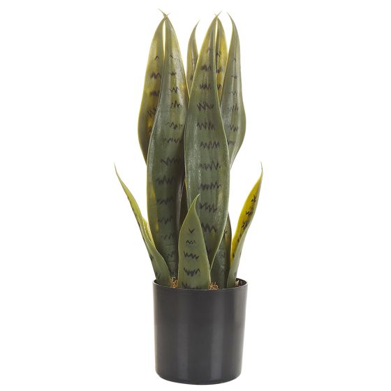 Tekokasvi SNAKE PLANT 40 cm Vihreä