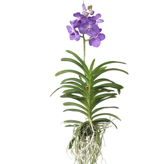 Vanda-orvokki - Vanda 'Magic Royal Blue' - Korkeus 55-65cm