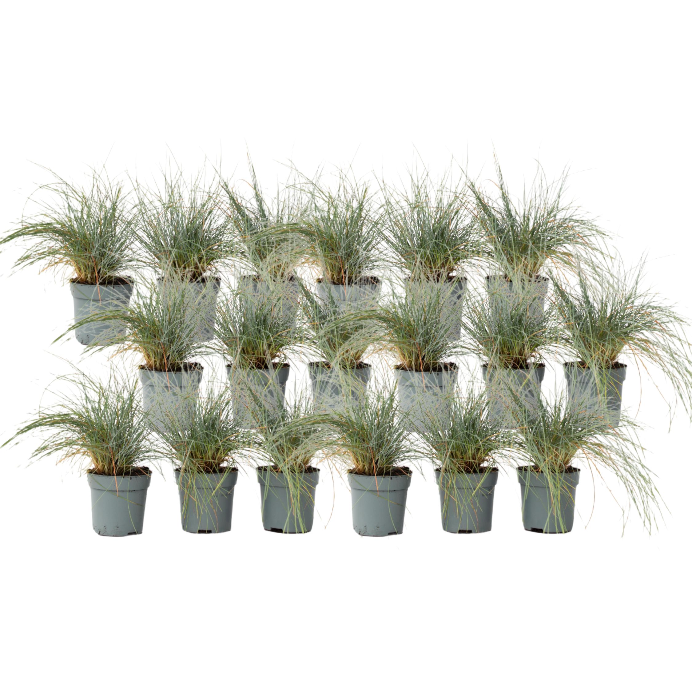 Siniheinä - 18 kpl - Festuca glauca 'Elijah Blue' - Korkeus 10-15 cm - ⌀9 cm