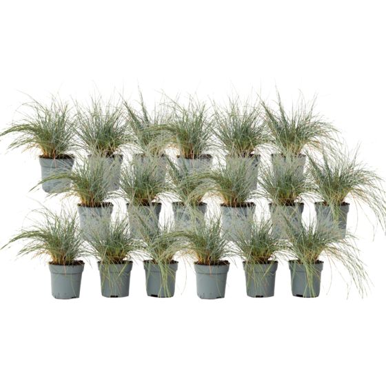 Siniheinä - 18 kpl - Festuca glauca 'Elijah Blue' - Korkeus 10-15 cm - ⌀9 cm