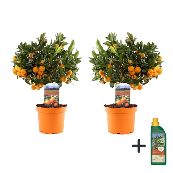 Calamondin Appelsiinipuu - 2 kpl - Citrus 'Calamondin' - Korkeus 35-40cm - ⌀14cm