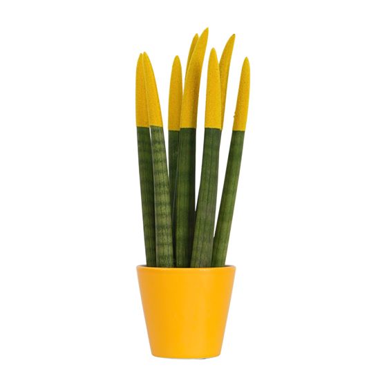 Velvet-käärmekasvi - Sansevieria cylindrica - Korkeus 20-40cm - ⌀9cm