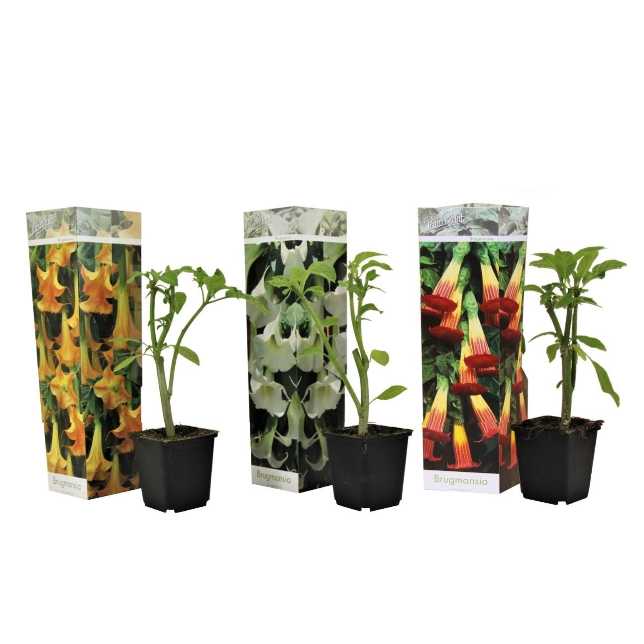 Enkelinpasuunat - 3 kpl - Brugmansia - Korkeus 25-40cm - ⌀9cm