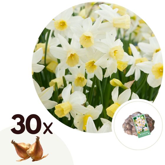 Narsissisipulit - 30 kpl - Narcissus 'Botanical White' - Keltainen