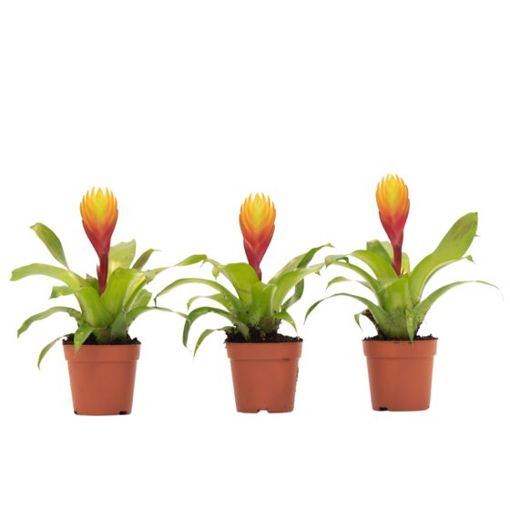 Tillandsia Vriesea 'Dorado' – Setti 3 kappaletta – Korkeus 15–25 cm – ø7 cm