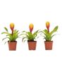 Tillandsia Vriesea 'Dorado' – Setti 3 kappaletta – Korkeus 15–25 cm – ø7 cm