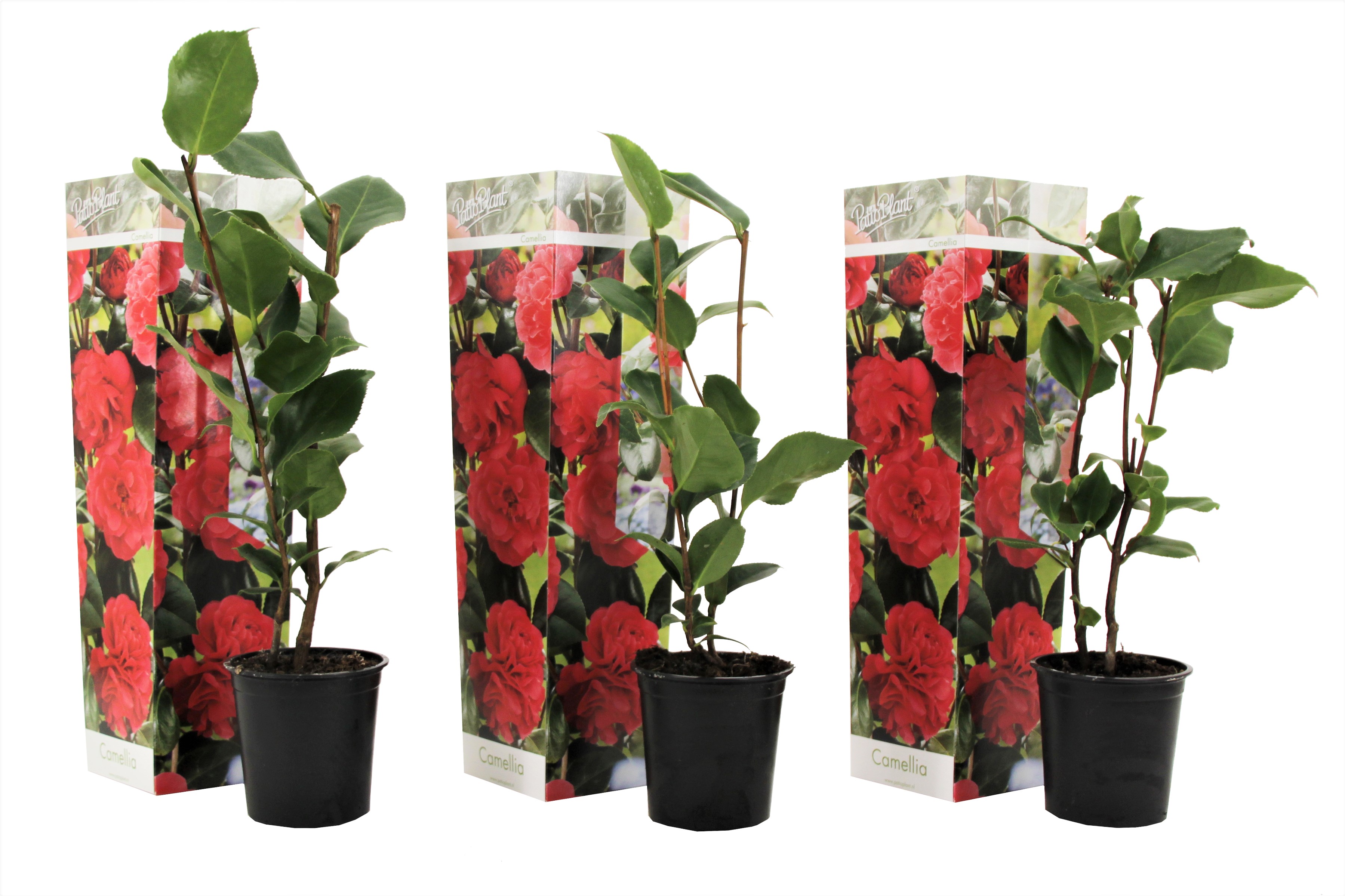 Japanin kamelia - 3 kpl. - Camellia japonica 'Lady Campbell' - K25-40cm - ⌀9cm