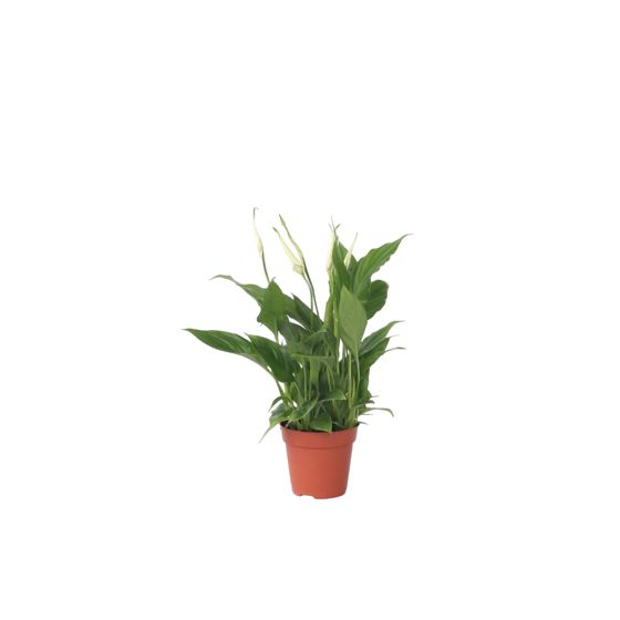 Kauhanliilia - Spathiphyllum 'Torelli' - Korkeus 30–45cm - ⌀12cm