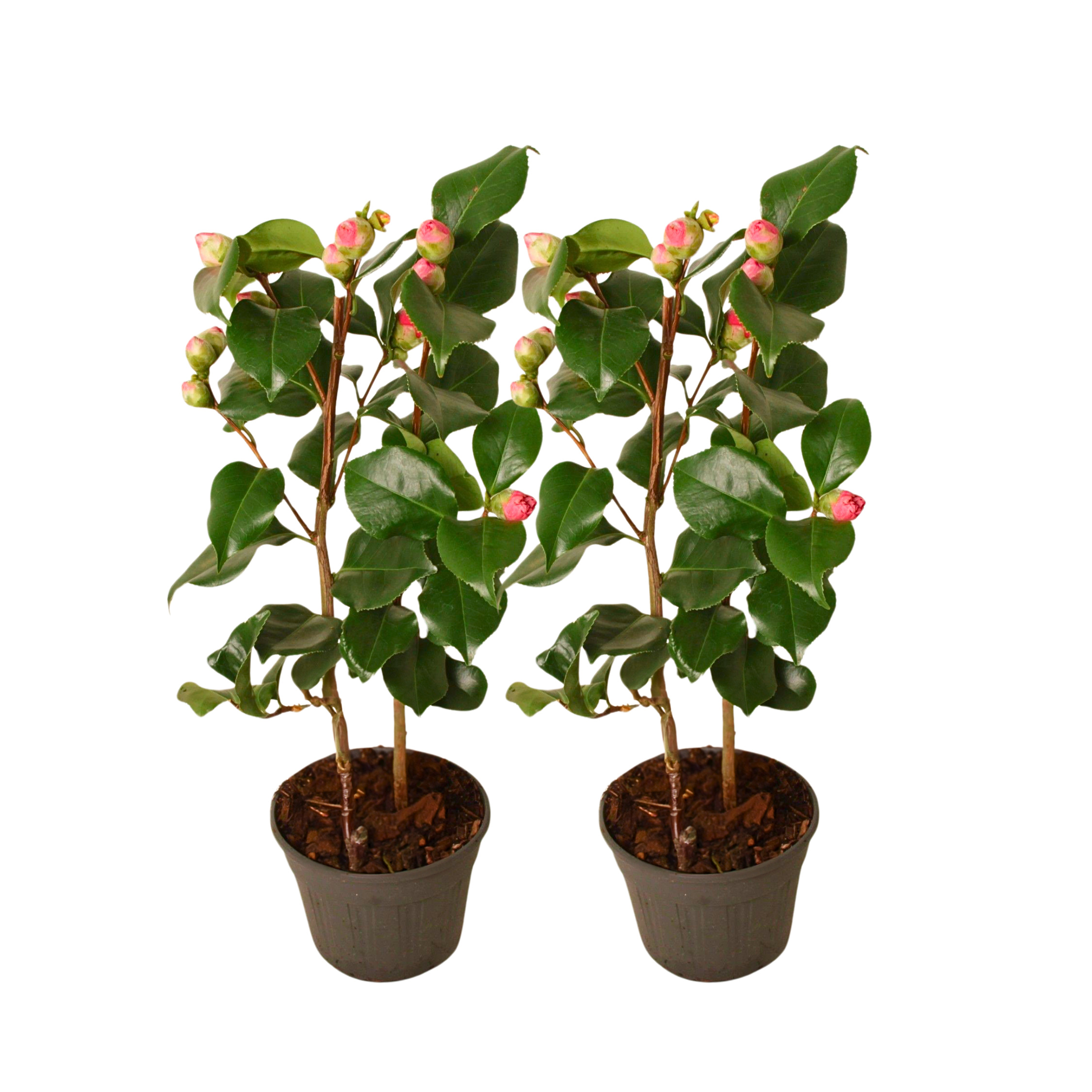 Japanin kamelia - 2 kpl. - Camellia japonica 'Dr. King' - K50-60cm - ⌀15cm