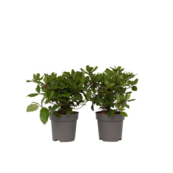 Luumukukka - 2 kpl. - Viburnum tinus - Korkeus 25-40cm - ⌀17cm