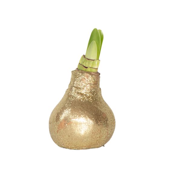 Amaryllis - Hippeastrum 'Glitter Gold' - Kukkasipuli - Punainen