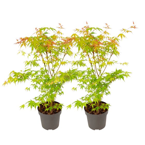 Japanin vaahtera - 2 kpl - Acer palmatum 'Katsura' - Korkeus 60-70cm - ⌀19cm