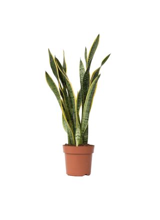 Makonkasvi - Sansevieria trifasciata Laurentii - Korkeus 65-75cm - ⌀21cm
